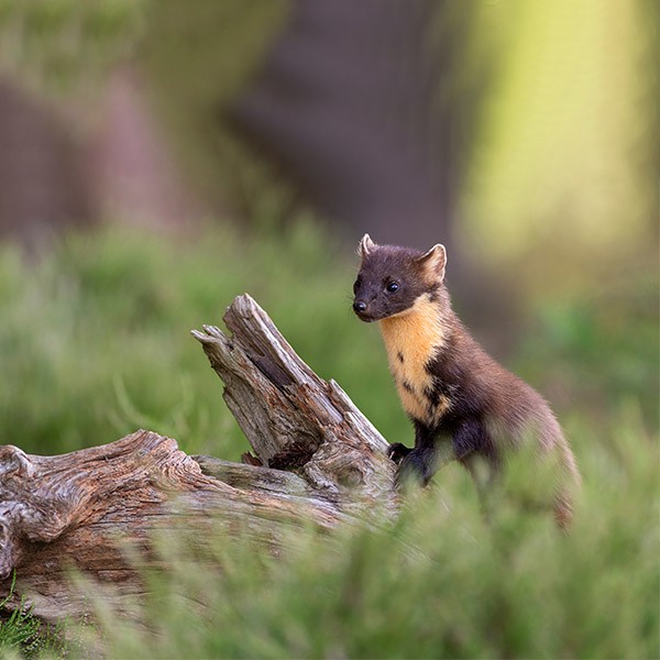 Pine marten in Scotland
