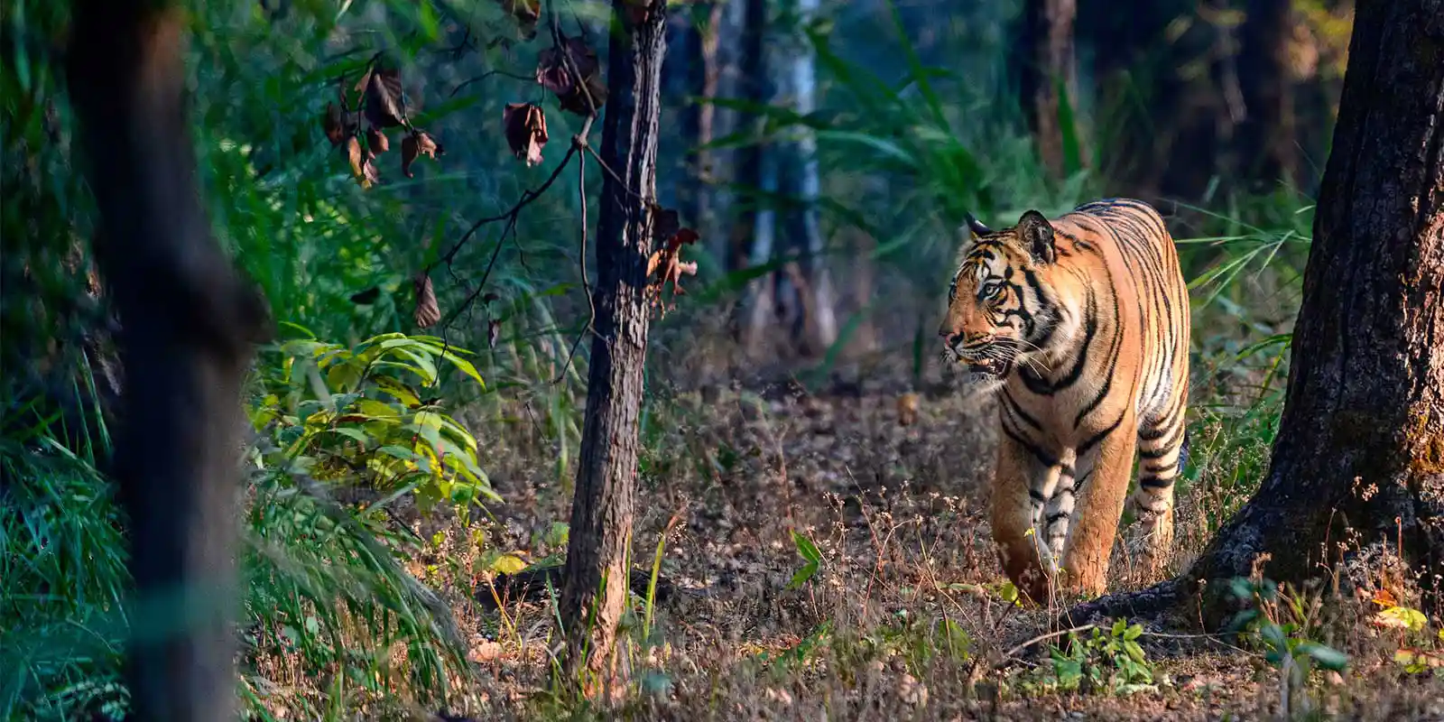 TIger in Bandhavgarh National Park, India.
