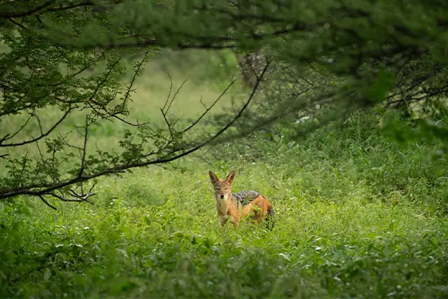 Black-backed jackal in the Dinaka Conservancy, Botswana.