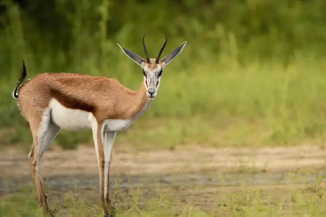 Springbok in Dinaka Conservancy, Botswana.