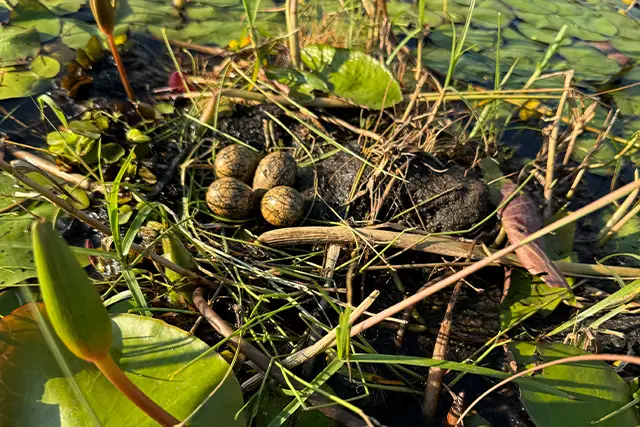 Jacana eggs in the Okavango Delta, Botswana