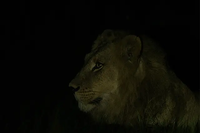 Lion in the Okavango Delta, Botswana.