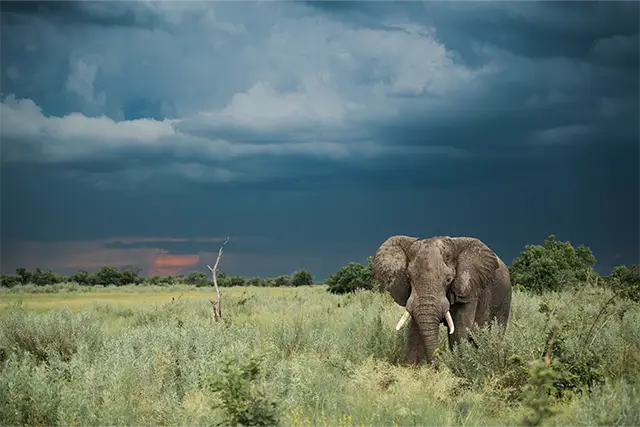 African elephant in the Okavango Delta, Botswana.