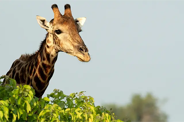 Giraffe in the Okavango Delta, Botswana.