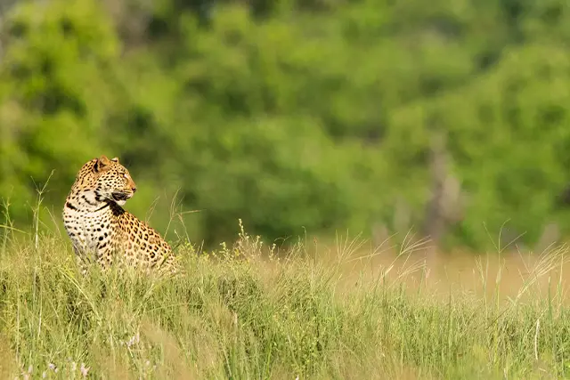 Leopard in the Okavango Delta, Botswana.