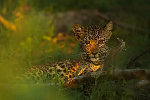 Leopard cub in the Okavango Delta, Botswana