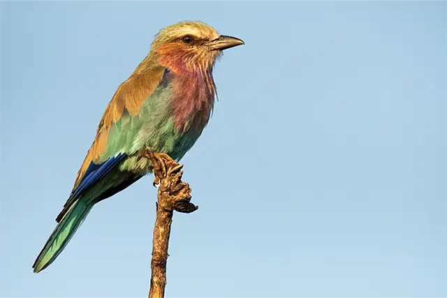Liliac-breasted roller in the Okavango Delta, Botswana