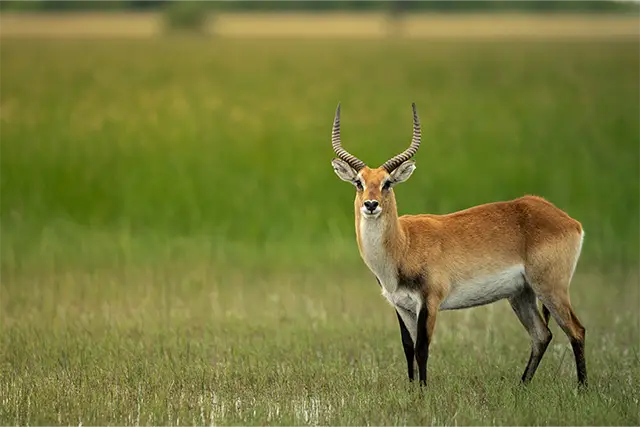 Red lechwe in the Okavango Delta, Botswana.