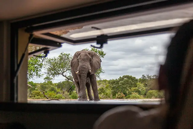Hide at Kings Camp in South Africa.