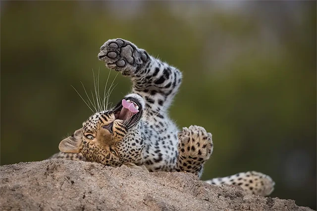 Leopard in Kruger National Park, South Africa