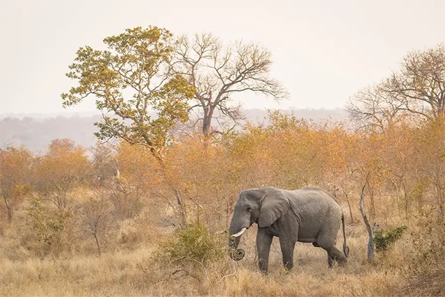 African elephant in Sabi Sands, South Africa