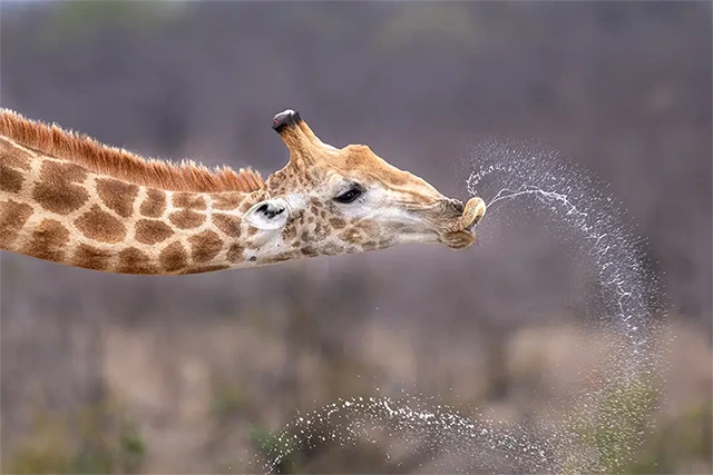 Giraffe in South Africa