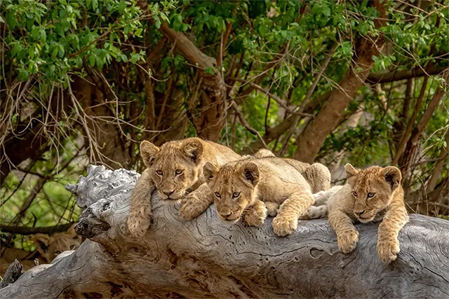Lion cubs in South Africa