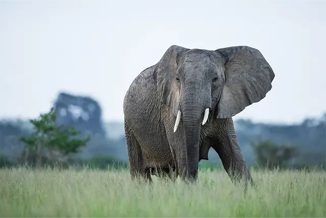Elephant in Queen Elizabeth National Park, Uganda.
