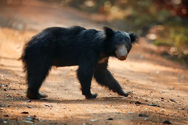 Sloth bear crossing a dirt track in Sri Lanka.