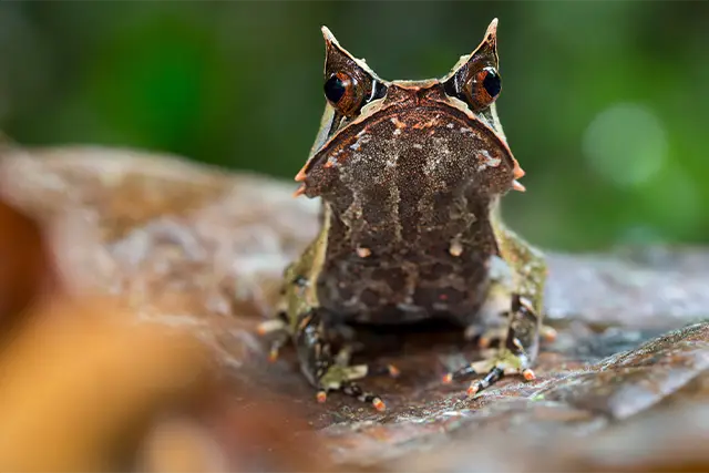 Horned frog in Borneo.