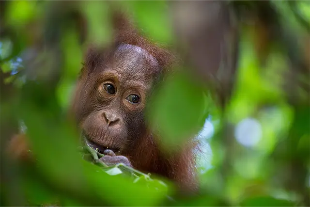 Orangutan in Borneo.