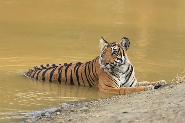 Bengal tigress in water, in Nagarhole, India.