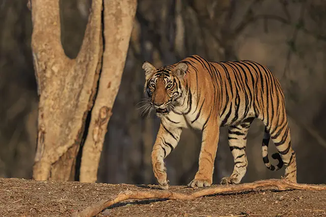 Bengal tigress walking in Nagarhole, India.