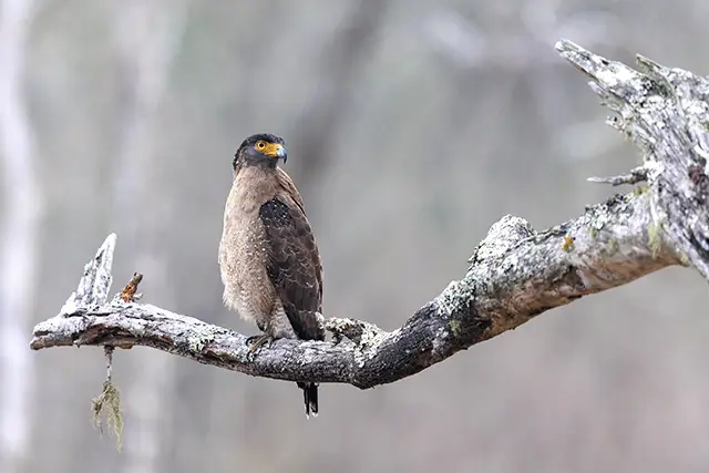 Crested serpent eagle in Nagarhole, India.