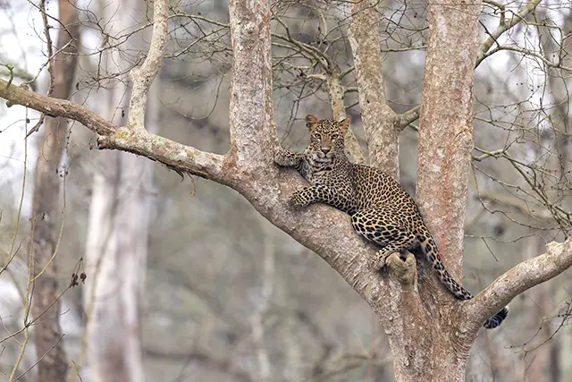 Leopard relaxing in a tree, in Nagarhole, India