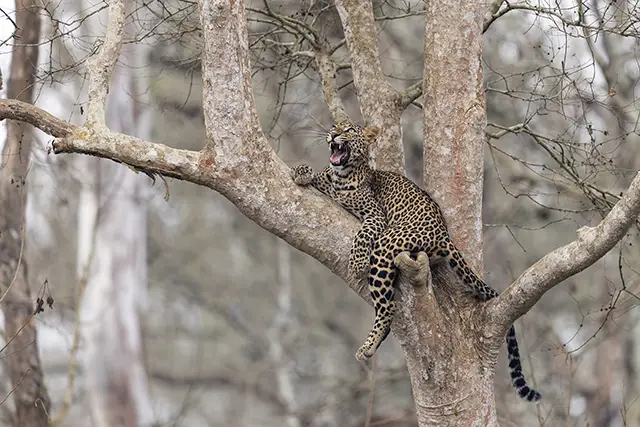 Leopard yawning in a tree, in Nagarhole, India.
