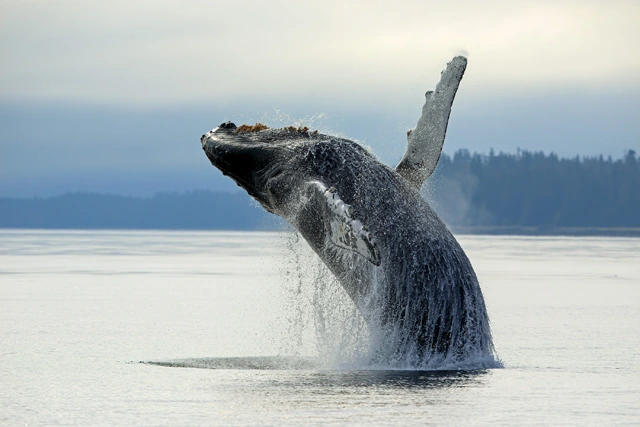 Humpback whale at F8.