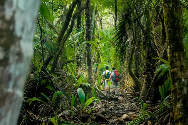 A view of the lush forest vegetation of Costa Rica.