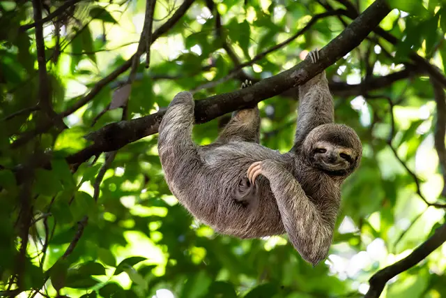 Three-toed sloth hanging in a tree in Costa Rica.