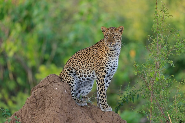 Leopard at 500mm.