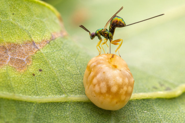 Hyperparasitic wasp.