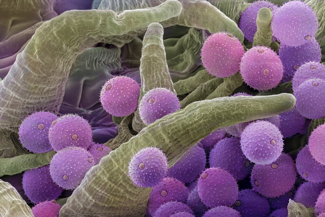 Pollen of a harebell.