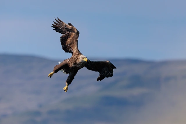 White-tailed eagle at 1/8000th of a second.