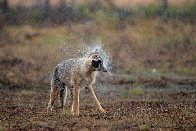 Wolf shaking at 1/400th of a second.
