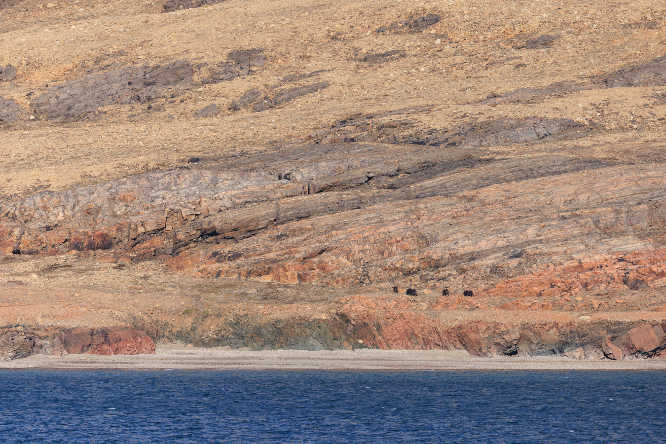 Musk Ox on Ellesmere Island, Canada.