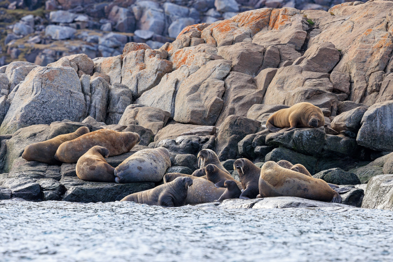 Colony of walrus in the Arctic.