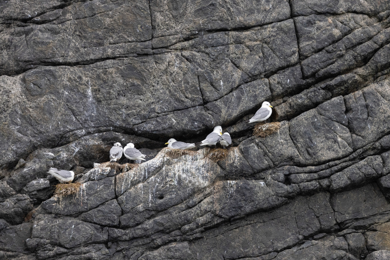 Black-legged kittiwakes in the Canadian Arctic.