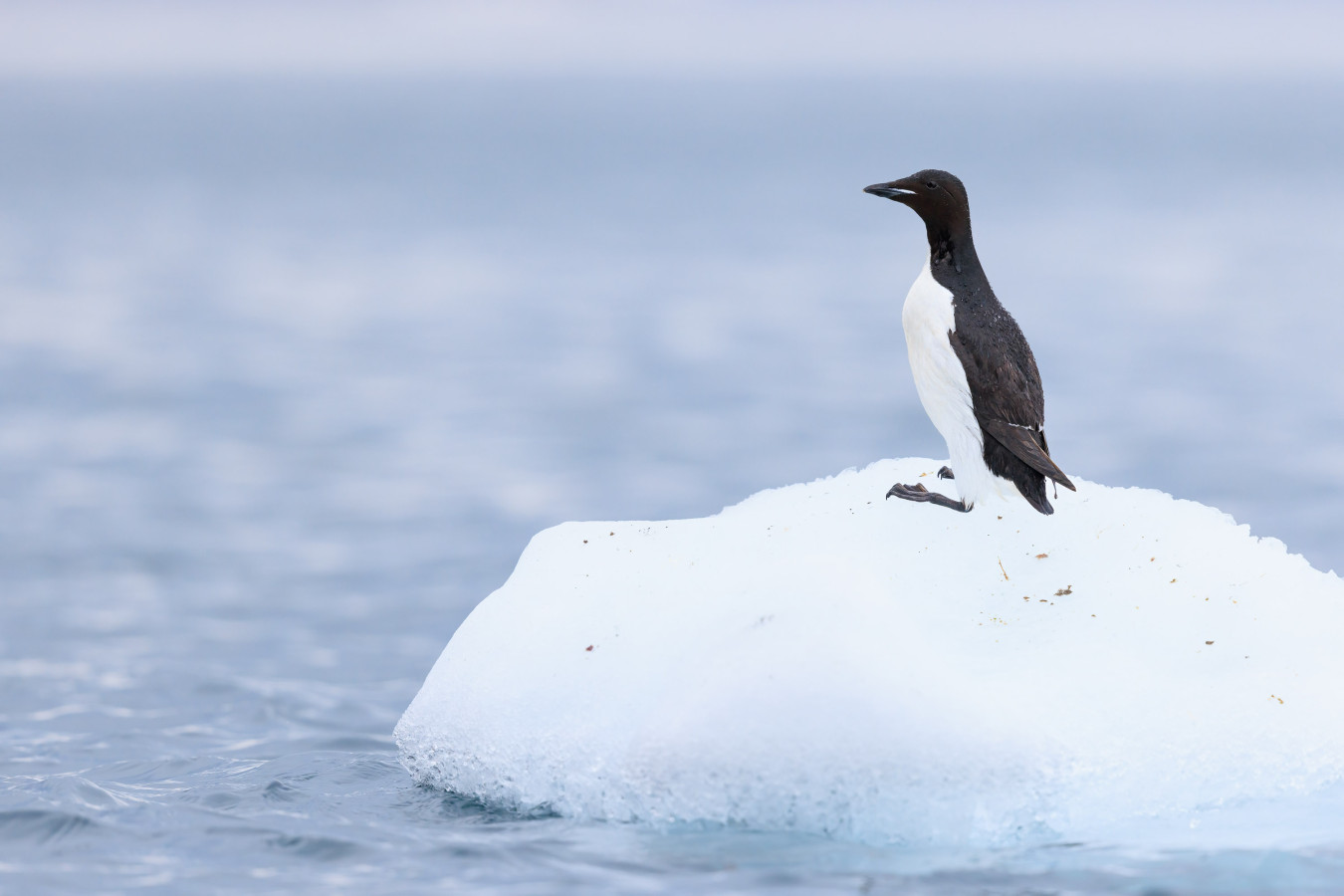 Brunnich's guillemot on ice, in the Canadian Arctic.