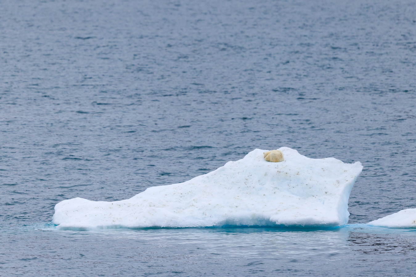 Polar bear on the ice in the Canadian Arctic.