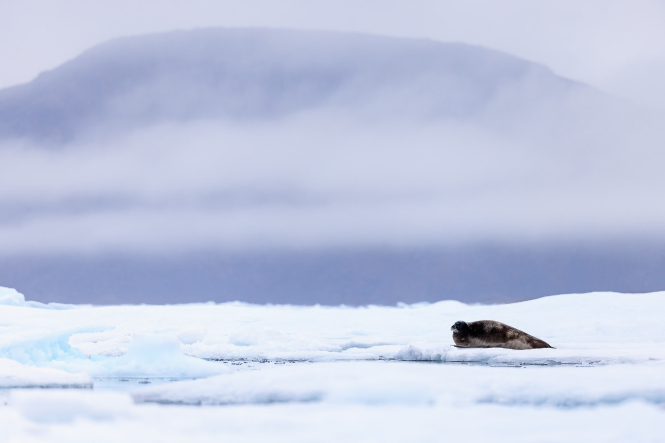 Bearded seal on the ice in Arctic Canada.