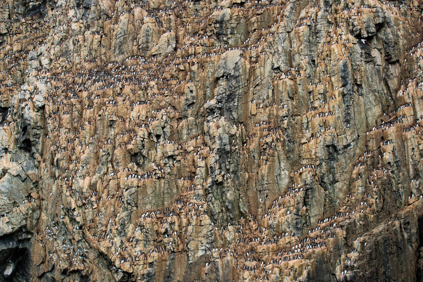 Wall of seabirds in the Canadian Arctic.