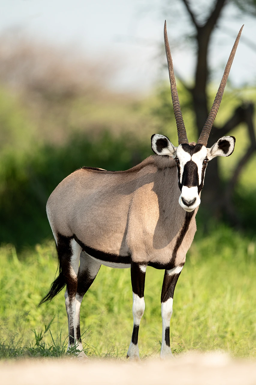 Gemsbok in the Dinaka Conservancy, Botswana.