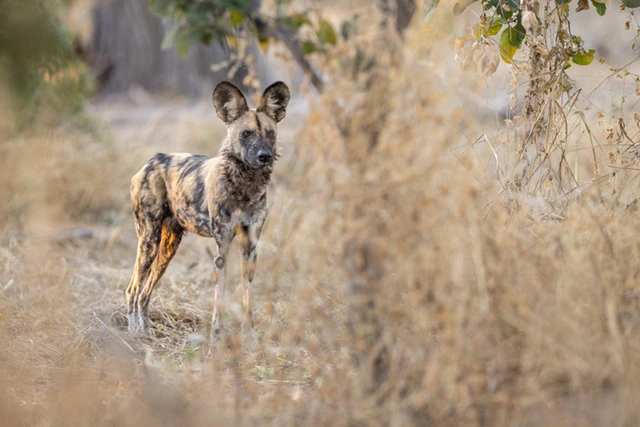 African wild dog in the Okavango Delta, Botswana.