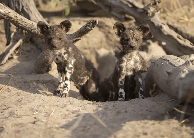 African wild dog pups in the Okavango Delta, Botswana.