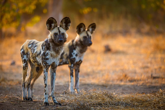 Wild dog pair in Botswana