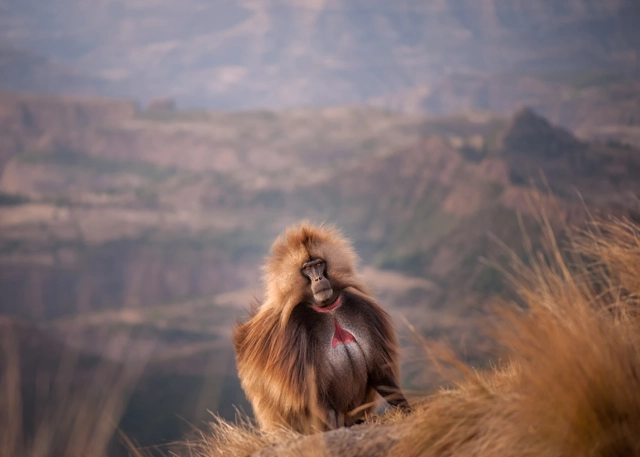Gelada in Ethiopia