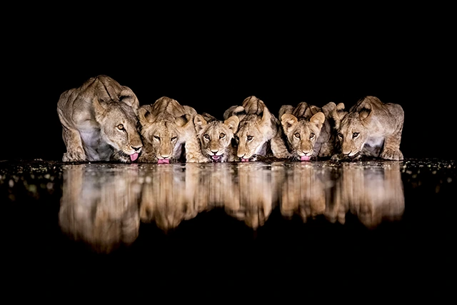 Pride of lions at night in Kenya's Rift Valley.