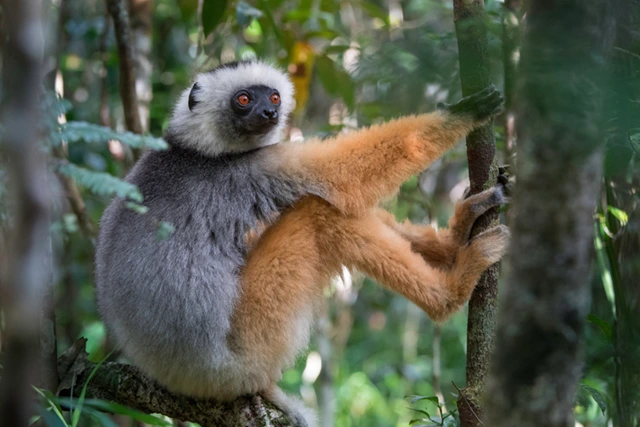 Diademed sifaka in Andasibe-Mantida National Park, Madagascar.