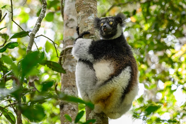 Indri in Andasibe-Mantida National Park, Madagascar.