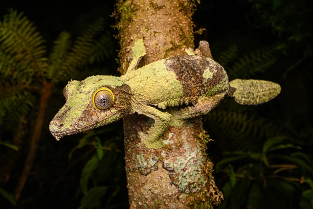 Mossy leaf-tailed gecko in Andasibe-Mantida National Park, Madagascar.